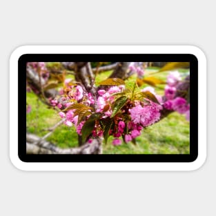 Blooming flowers on a tree Sticker